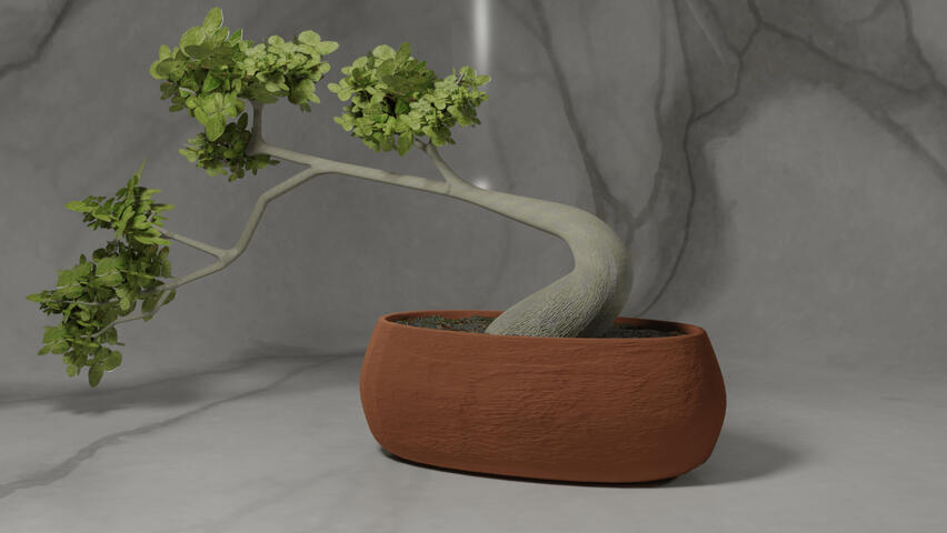 Bonsai Tree